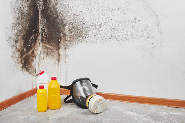 Mold Testing and Removal in Mineral Point, WI
