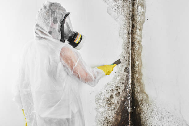 Best Mold Damage Repair  in Mineral Point, WI