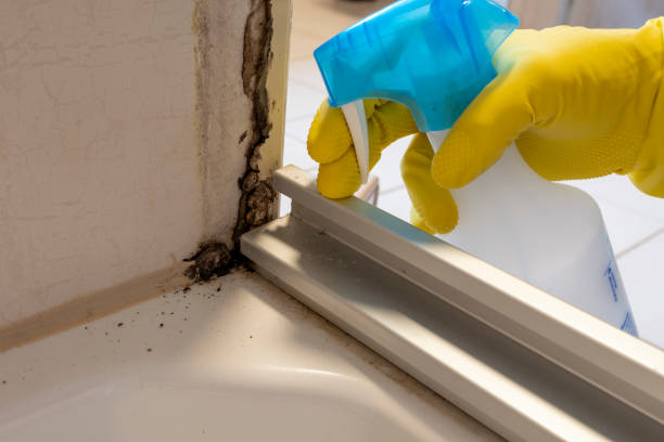 Best Black Mold Removal  in Mineral Point, WI