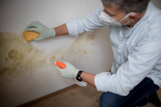 Best Black Mold Removal  in Mineral Point, WI