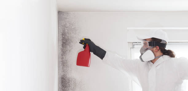 Best Crawl Space Mold Removal  in Mineral Point, WI