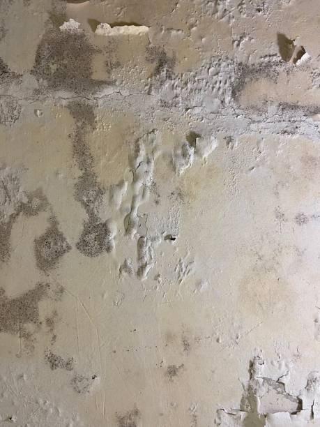 Best Mold Cleaning Services  in Mineral Point, WI
