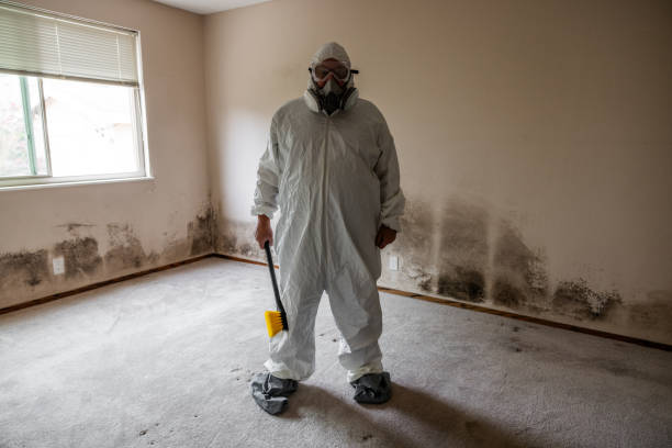 Best Black Mold Removal  in Mineral Point, WI