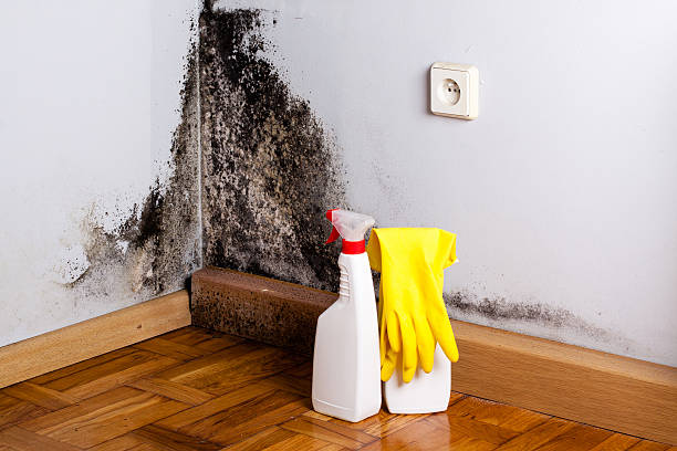 Certified Mold Removal in Mineral Point, WI