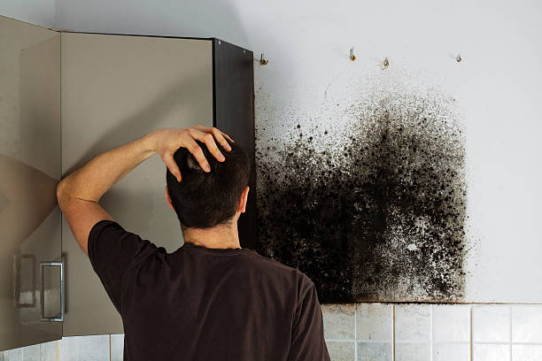 Best Home Mold Removal  in Mineral Point, WI