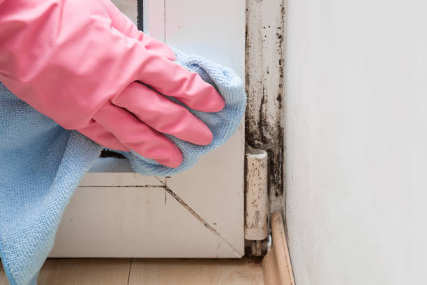 Best Fast Mold Removal  in Mineral Point, WI